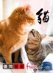 貓奴手記:貓貓一天吃多少餐(1)